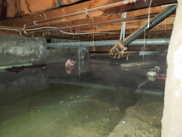 Best Flood damage cleanup  in West Allis, WI